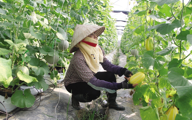 Bắc Giang: Hội Nông dân Yên Dũng hỗ trợ hội viên phát triển 35 mô hình kinh tế tập thể