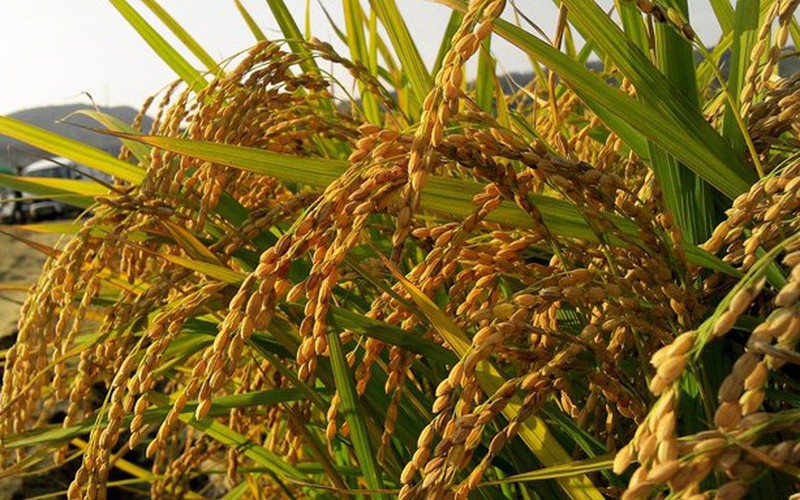 Nguồn cung gạo trong nước đang cạn dần, trong khi nhu cầu vẫn cao