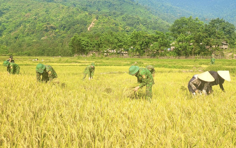 Những người lính biên giới nóng lòng giúp dân Mày thu hoạch lúa 