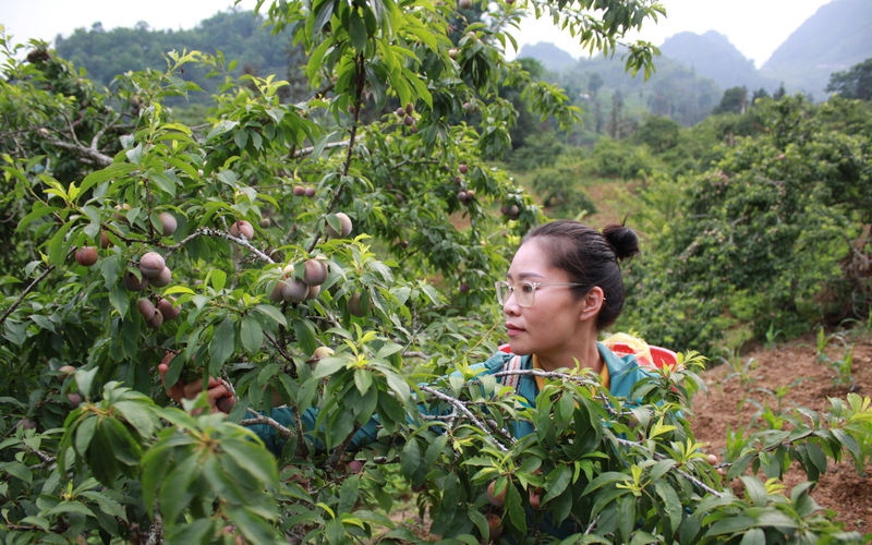 Loại quả đặc sản huyện Bắc Hà chín rộ, du khách đến chơi ai cũng muốn mua về làm quà