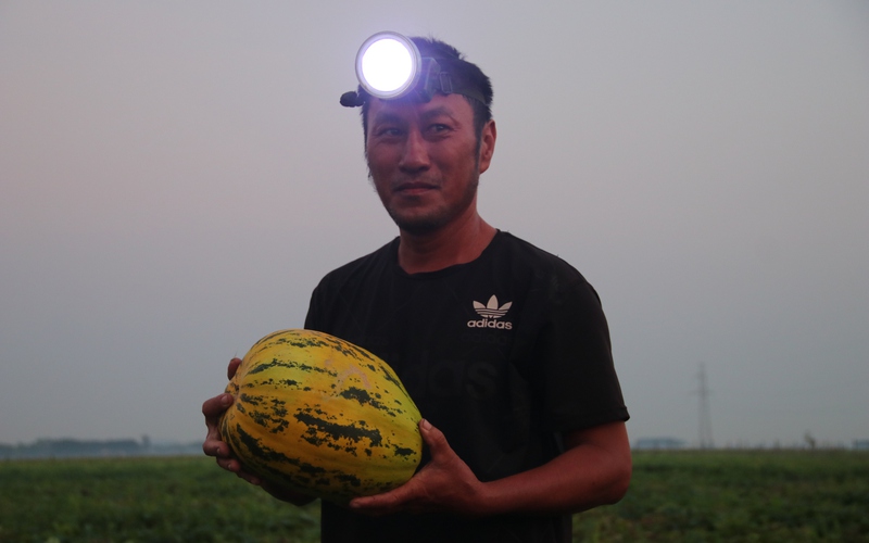 Nắng như đổ lửa, nông dân Hà Tĩnh đội đèn pin thu hoạch dưa lúc tờ mờ sáng