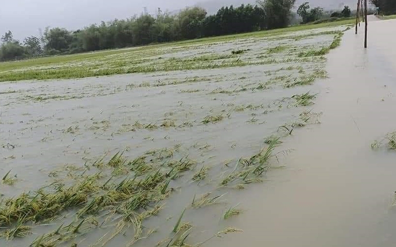 Lo thời tiết bất lợi, Thừa Thiên Huế huy động 1.107 máy gặt đập đẩy nhanh tiến độ thu hoạch lúa đông xuân 
