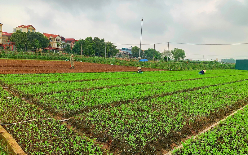 Một HTX ở Hà Nội trồng rau sạch doanh thu gần 4 tỷ/năm