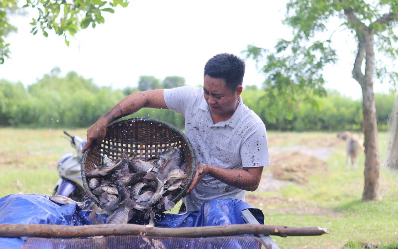 Dân ở Hà Tĩnh lội ao, bắt cá lóc, cá rô to bự, lên bờ nhiều người tranh nhau mua