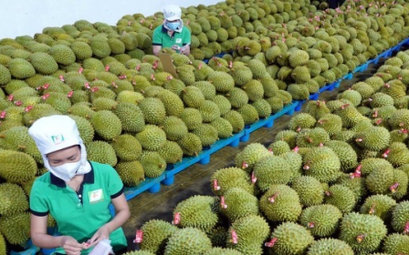Xuất khẩu sầu riêng của Việt Nam vượt nửa tỷ USD trong 5 tháng