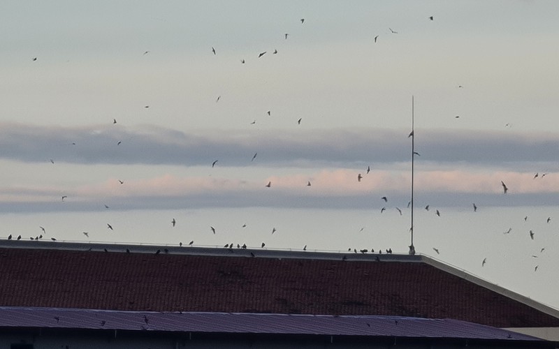 Đàn chim yến hàng trăm con bay lượn trên nóc nhà trụ sở Tỉnh ủy Quảng Nam, nhiều người ra xem 