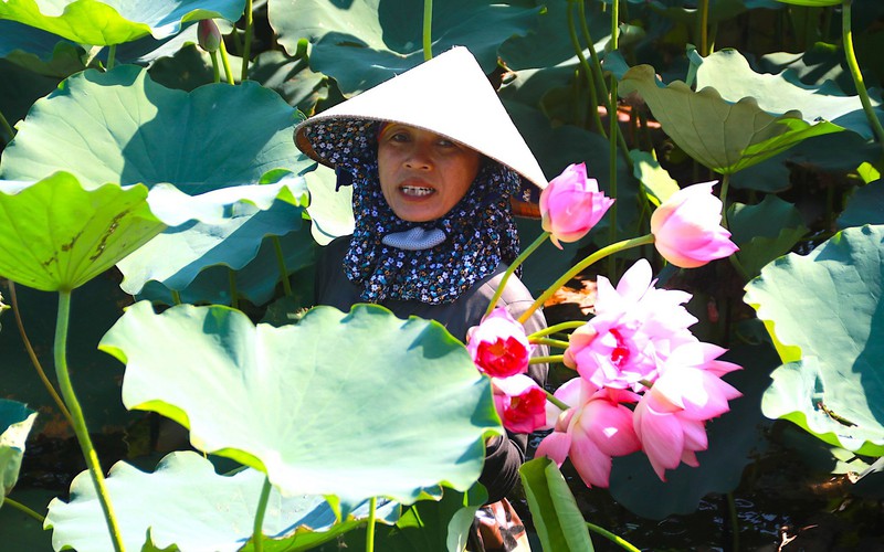 Hà Tĩnh: "Trốn nóng" dưới đầm nước, nông dân hái thứ gì mà kiếm tiền triệu/ngày?