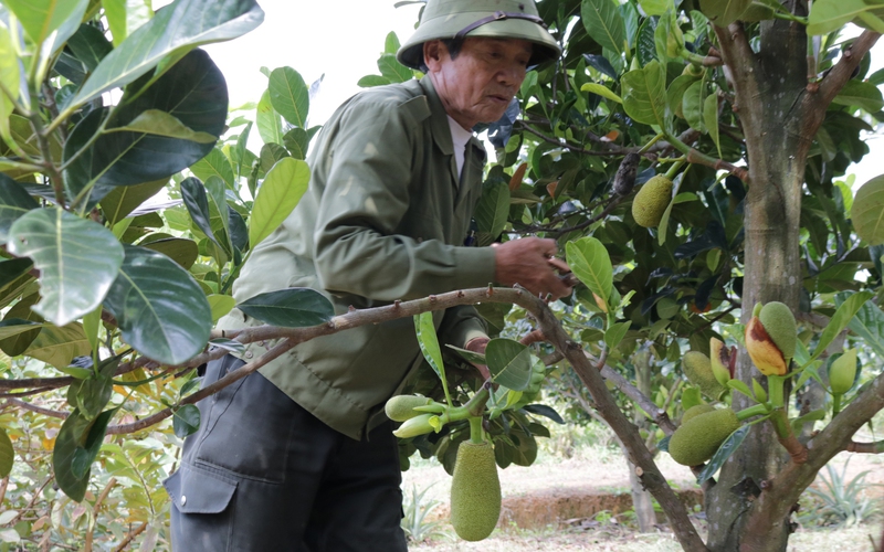 Một nông dân Quảng Bình sẽ cắt bán 2.000 quả mít ruột đỏ, trái nào cũng to bự, thu nửa tỷ