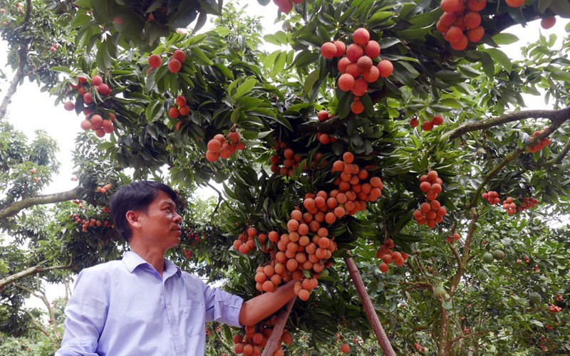32 năm trồng thứ vải thiều kiểu lạ, bán đắt nhất Việt Nam của một nông dân Sán Dìu ở Bắc Giang