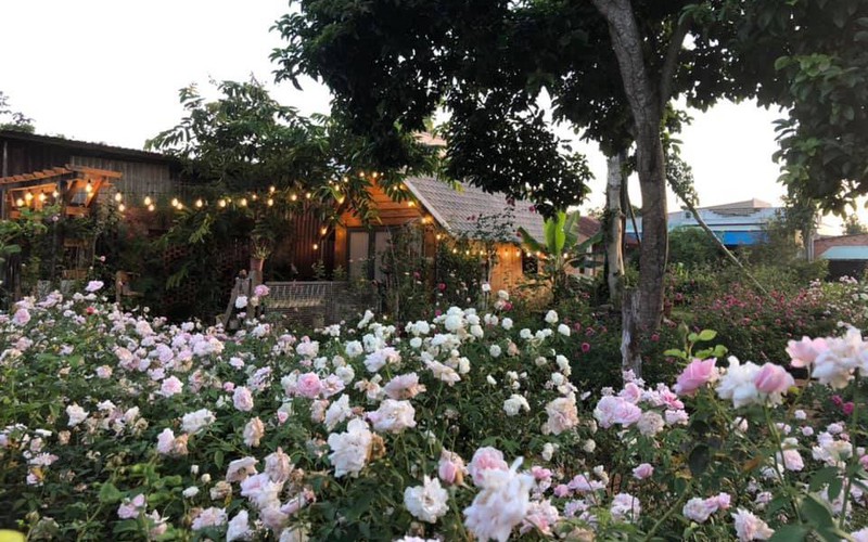 Vườn hoa hồng rực rỡ có ngôi nhà gỗ đẹp như mơ ở Bà Rịa-Vũng Tàu, xem ảnh ai cũng trầm trồ