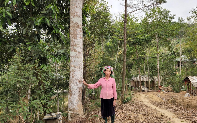 Lai Châu: Người dân xã Mường Than chung tay bảo vệ rừng