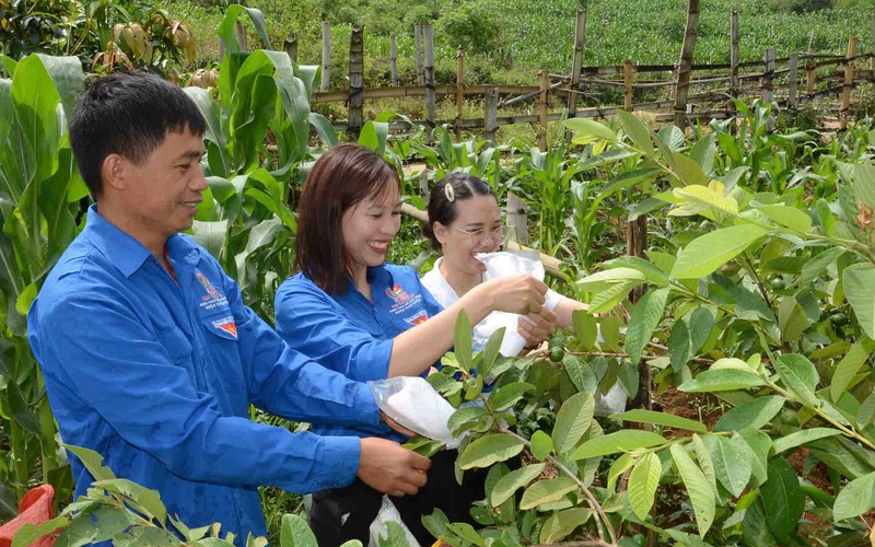 Lai Châu: Thanh niên Hua Nà làm giàu từ trồng ổi, nuôi hươu sao