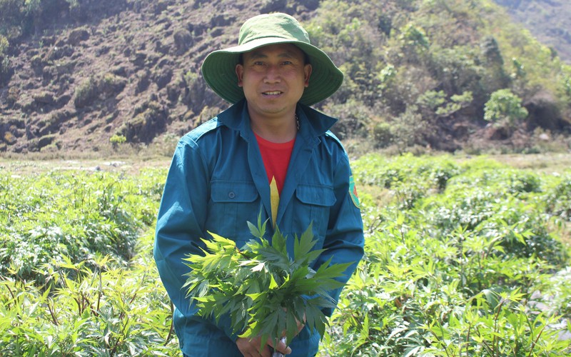 "Chữa bệnh nghèo" cho người dân ở cao nguyên Sìn Hồ: Nơi đất cằn "đẻ" ra tiền tỷ