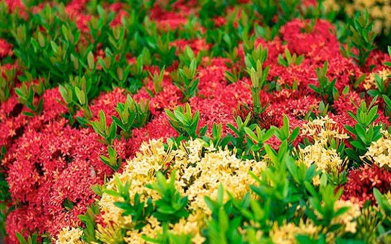 Trồng thứ cây cảnh nở hoa đỏ rực ở Kiên Giang, tạo thành hình bản đồ Việt Nam, nhiều người đến xem