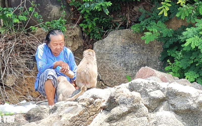 Bà lão cưu mang đàn khỉ quý hiếm nơi cửa sông