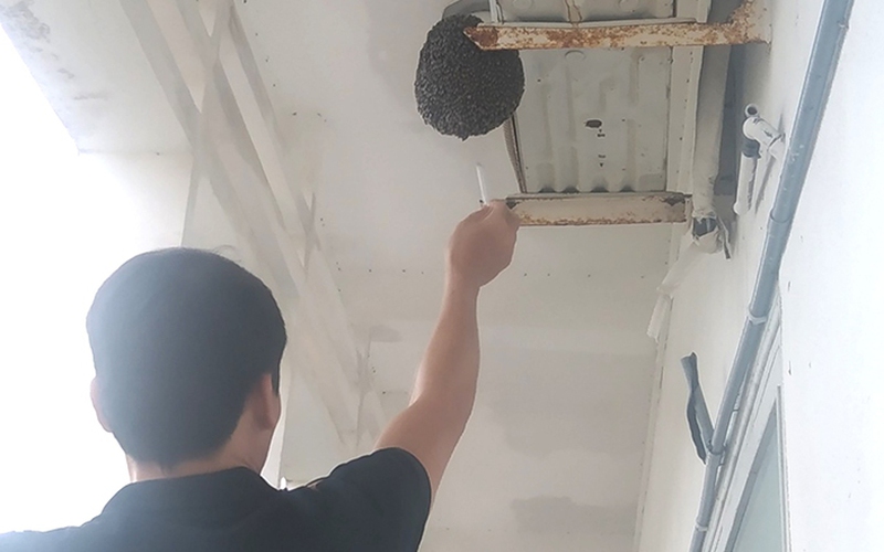 Ong mật các kiểu làm tổ tại những nơi hiếm thấy ở Phú Yên, nhiều người bất ngờ