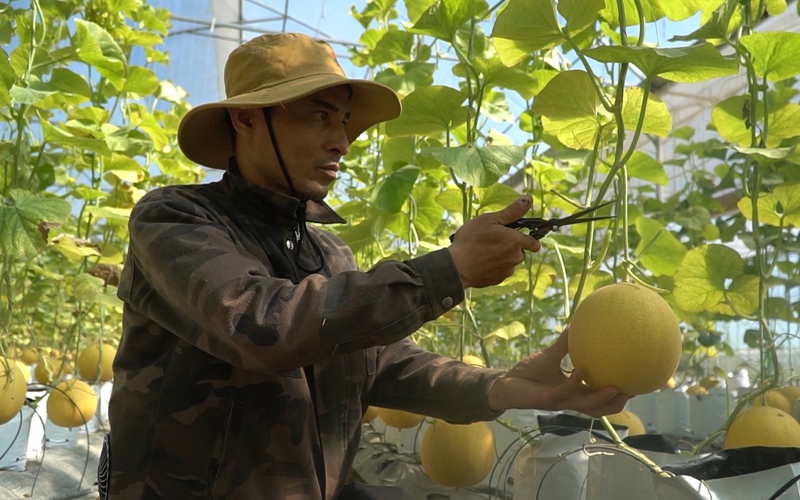 Dựng nhà màng trồng dưa lưới, nông dân Thanh Hóa thu tiền tỷ mỗi vụ