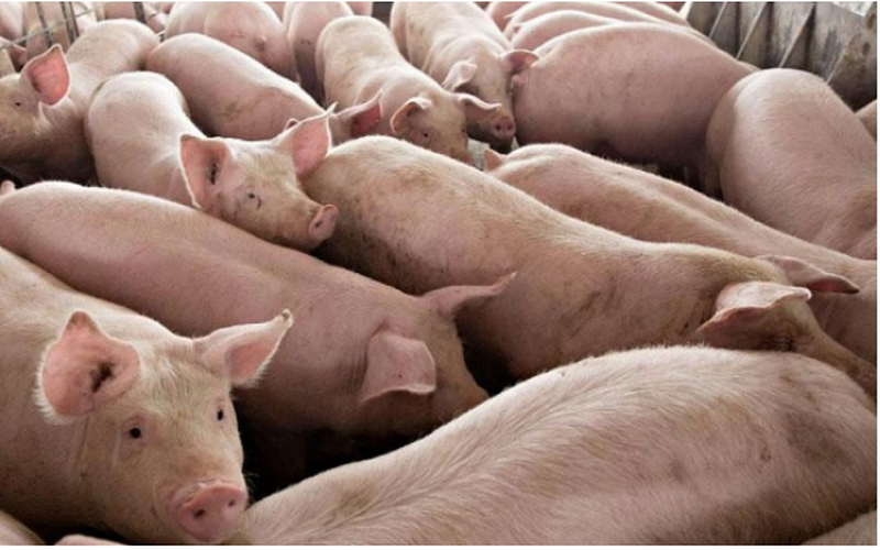 Giá lợn liên tục giảm, miền Bắc chịu ảnh hưởng vì lợn nhập tiểu ngạch giá rẻ?