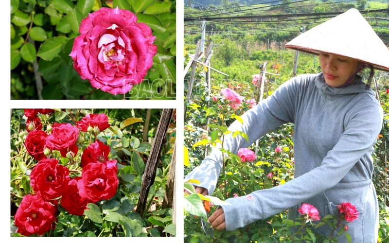 Ở một con đèo nổi tiếng Lào Cai, bất ngờ thấy bạt ngàn hoa hồng cổ, thơm khắp đồi, nông dân kiếm bộn tiền