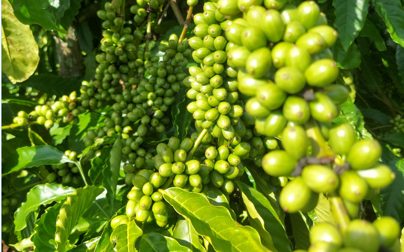 Giá cà phê hôm nay 27/7: Các thị trường đồng loạt tăng, một số cách phục hồi vườn cà phê sau hạn hán