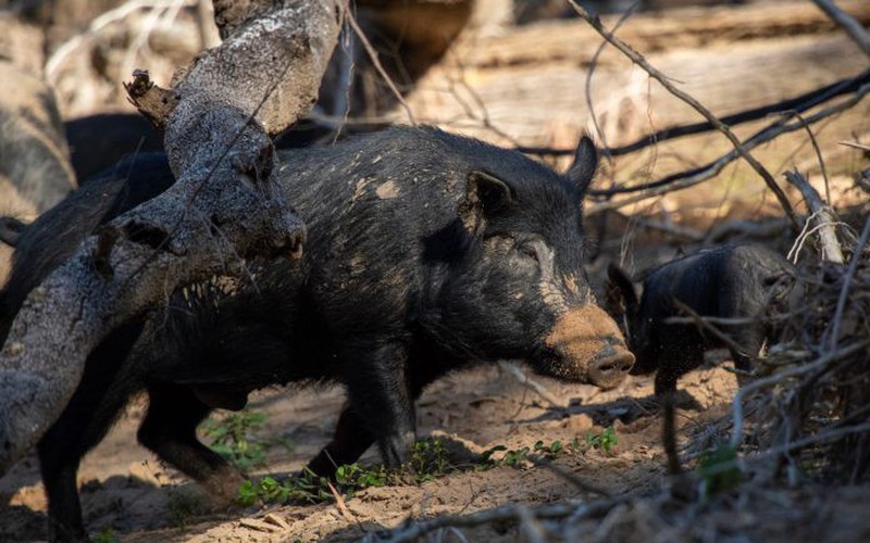 Cách đây hơn 500 năm, nhà thám hiểm mang theo 8 con lợn rừng khiến nước Mỹ thiệt hại 2,5 tỷ đô mỗi năm