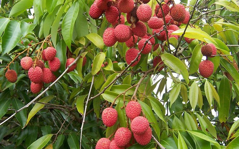Xu hướng thị trường và kênh phân phối đối với trái vải tươi vào châu Âu