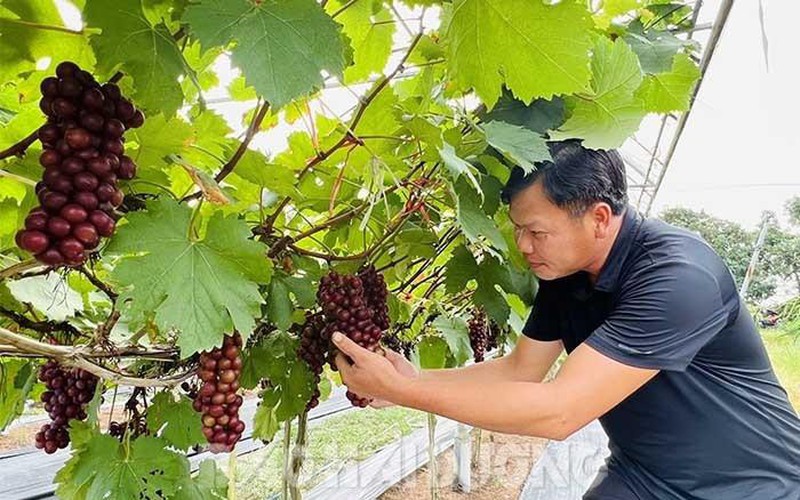 Phù hợp với đồng đất Hải Dương nhưng vì sao cây nho hạ đen được khuyến cáo không mở rộng?