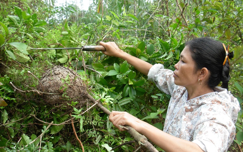 Lạ đời ở Quảng Bình, dân đem cây dại về vườn trồng chỉ để ăn kèm với một loài "sản vật cực phẩm"