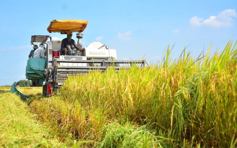 Cập nhật giá gạo mới nhất ngày 14/8: Giá lúa neo cao, giá gạo giảm 200 đồng/kg