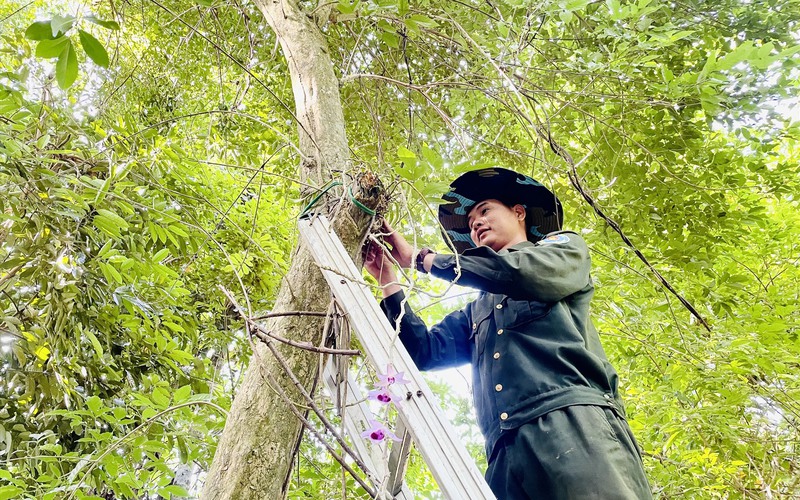 Ghép trồng hơn 100kg hoa lan rừng lên các cây gỗ trong rừng Cấm ở một huyện của Quảng Nam
