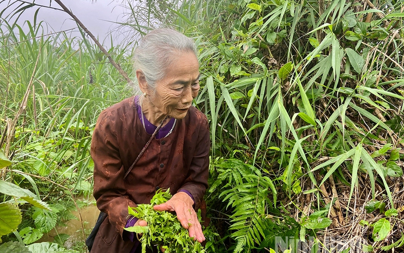 Vạn người mê một loại rau rừng gì ở Ninh Bình, đến cụ bà 86 tuổi vẫn lội suối tìm hái?