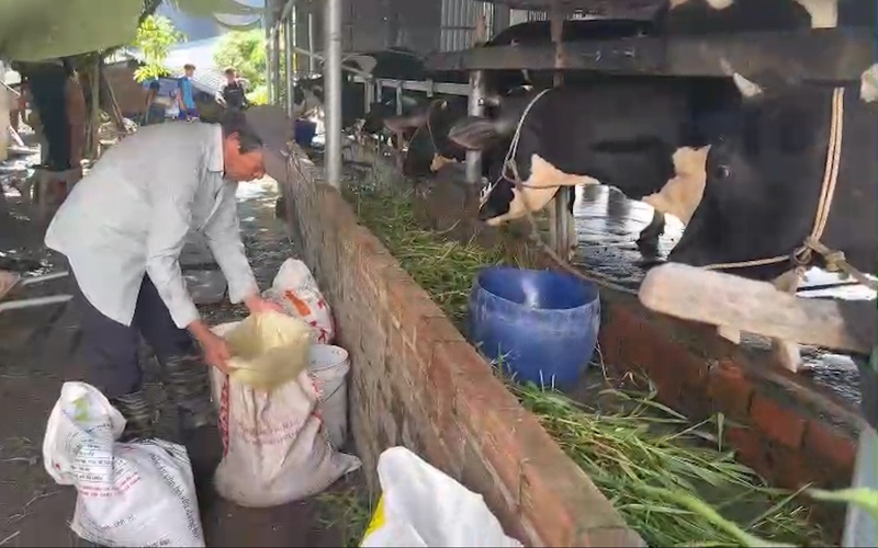 Video: Nông dân TP.HCM rớt nước mắt bán bò mua thức ăn chăn nuôi cầm cự thời bão giá
