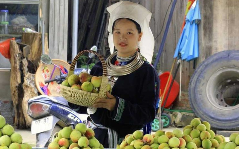 Thứ "quả tiên" của Ngân Sơn, Bắc Kạn thành sản phẩm hàng hóa, ngon thế nào mà du khách mê mẩn?