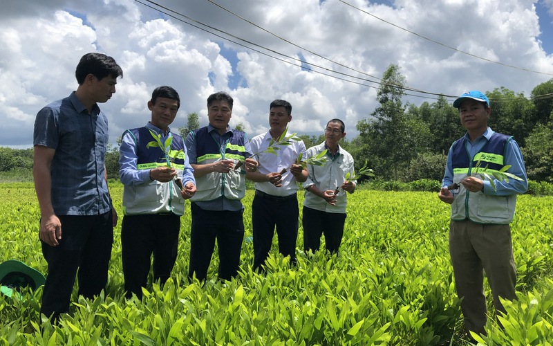 Dọc dãy Trường Sơn bạt ngàn rừng trồng xuất khẩu, gỗ có nguồn gốc nhờ những vườn ươm tiền tỷ