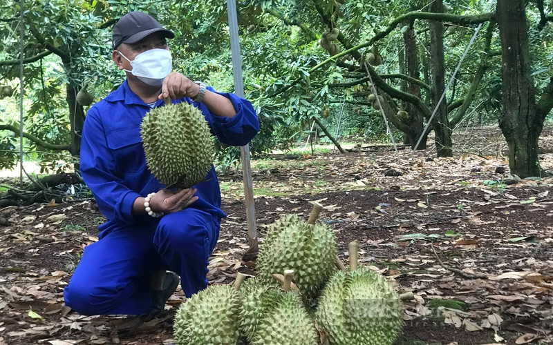 Kiểm soát chặt mã số vùng trồng, cơ sở đóng gói: Tránh gian lận, không để mất thị trường