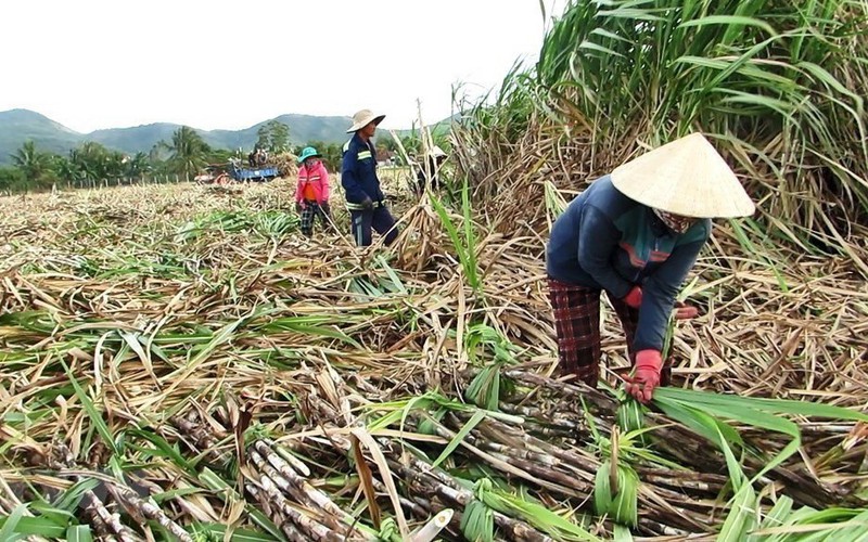 SSI Research: Dự báo giá đường sẽ neo cao, cổ phiếu nào có cơ hội "tăng ngọt"?