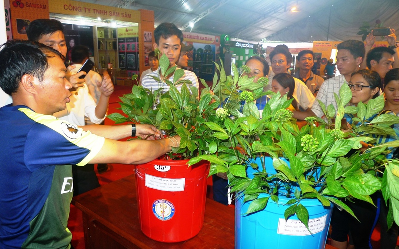 Chỉ 3 ngày tổ chức phiên chợ sâm Ngọc Linh, đã thu về gần 10 tỷ đồng, có cây sâm giá tới 850 triệu