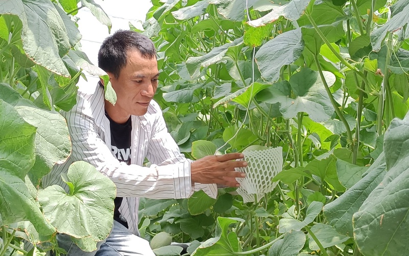 Mê một loại quả, anh buôn dưa đất Ninh Thuận trở thành chuyên gia “bất đắc dĩ”