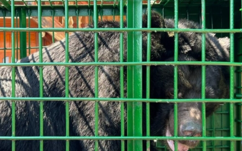 Lào Cai: Tiếp nhận cá thể gấu ngựa do người dân tự nguyện hiến tặng