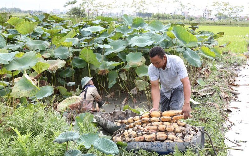 Trồng sen lấy củ, nông dân một huyện của tỉnh Bắc Giang thu ngay 138 triệu đồng/ha