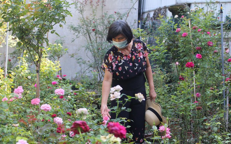 Vườn hoa hồng cổ 800 cây vạn người mê của vợ chồng nông dân Quảng Ngãi, ai đến cũng xuýt xoa