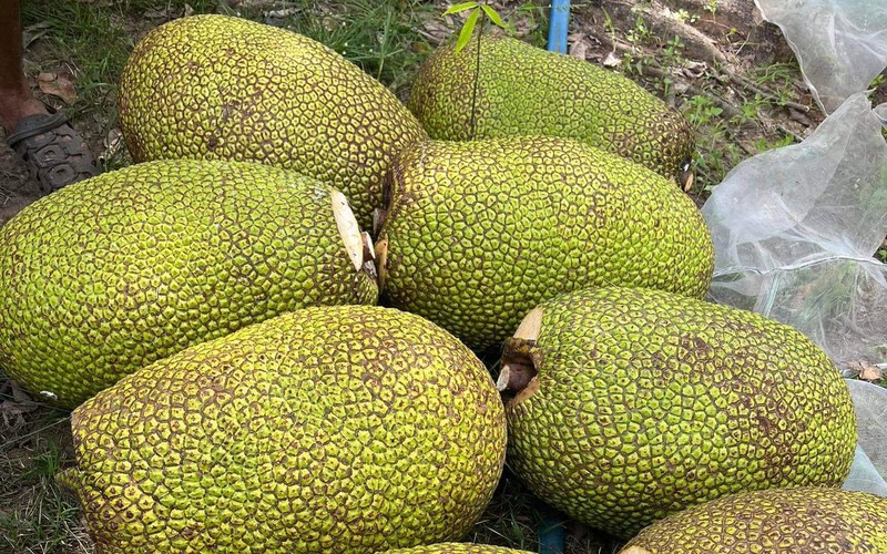 Giá mít Thái hôm nay 10/9: Nhà vườn lo dưỡng từng trái mít, mong bán được giá cao