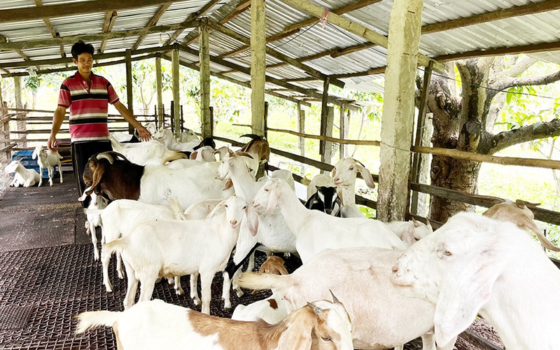 Cũng là dê, ông nông dân An Giang nuôi dê kiểu gì mà bán đắt hơn, nhà hàng vẫn bảo là mua hết?