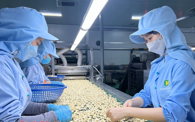 Việt Nam đang là nguồn cung lớn nhất một loại hạt cho Mỹ, 7 tháng đã thu 1 tỷ USD