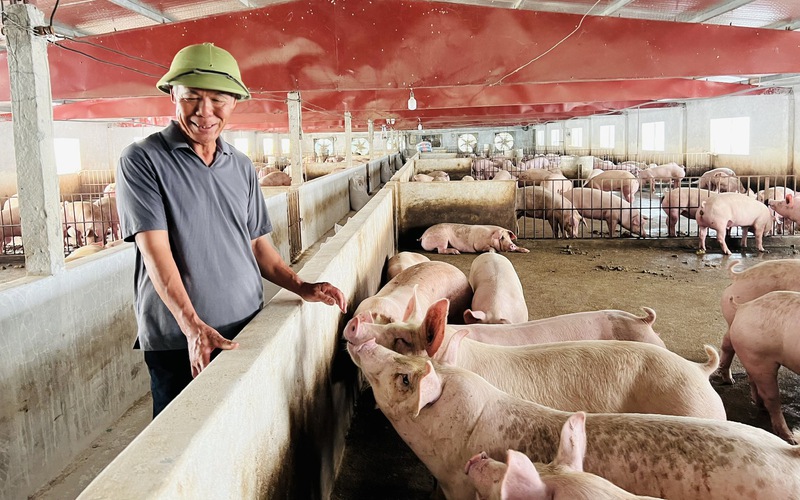 Từng lỗ gần 10 tỷ vì nuôi lợn, một nông dân Phú Thọ vừa được bình chọn là Nông dân Việt Nam xuất sắc
