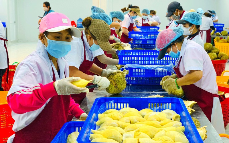 Xuất khẩu rau quả 8 tháng sang Trung Quốc đạt 2,26 tỷ USD, sầu riêng đóng góp gần 1,3 tỷ USD