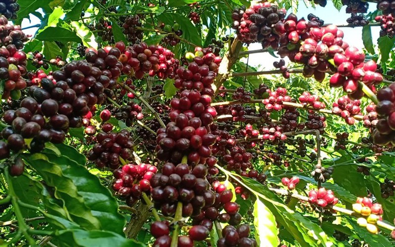 Giá cà phê ngày 14/9: Hai sàn đi hai hướng, giá trong nước tăng cao nhất 800 đồng/kg