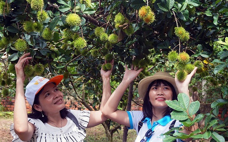 Nằm giữa 2 dòng sông thơ mộng lớn nhất miền Tây, cây trái xum xuê đến xem phát mê, là tỉnh nào của Việt Nam?