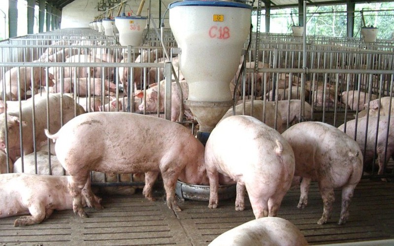 Giá lợn hơi tiếp tục hạ nhiệt, gần bằng giá lợn Trung Quốc