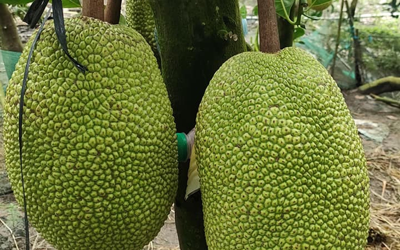 Giá mít Thái hôm nay 18/9: Vì sao mít Thái giảm giá thời gian gần đây, nhà vườn còn lời không?